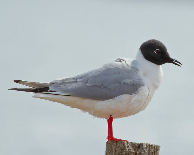 Gull Tee